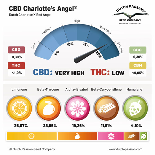 CBD Charlottes Angel Terpenes and cannabinoids